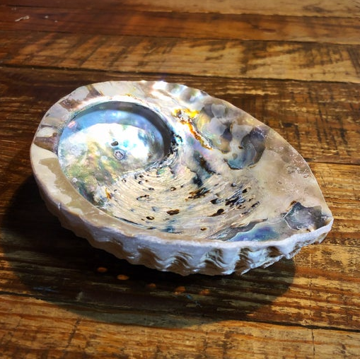 Abalone Shell