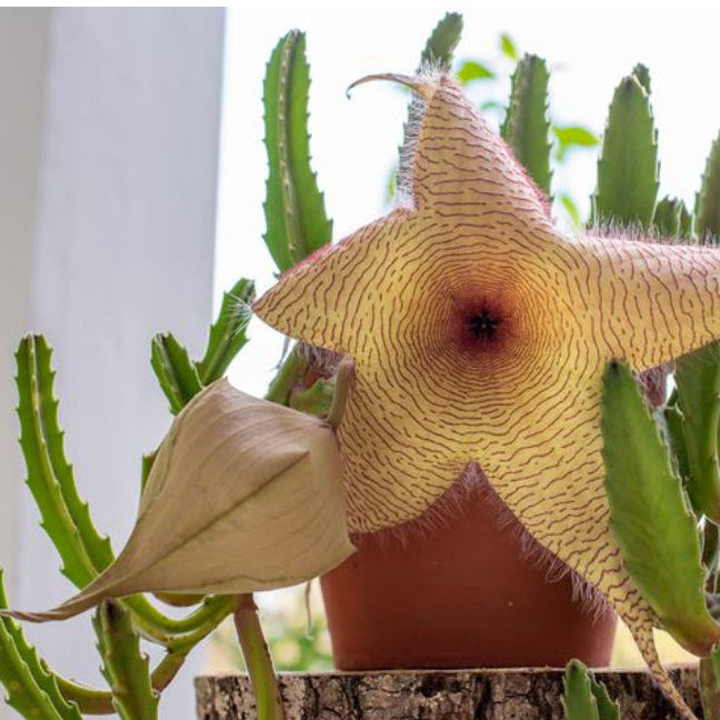 Carrion Flower Essence