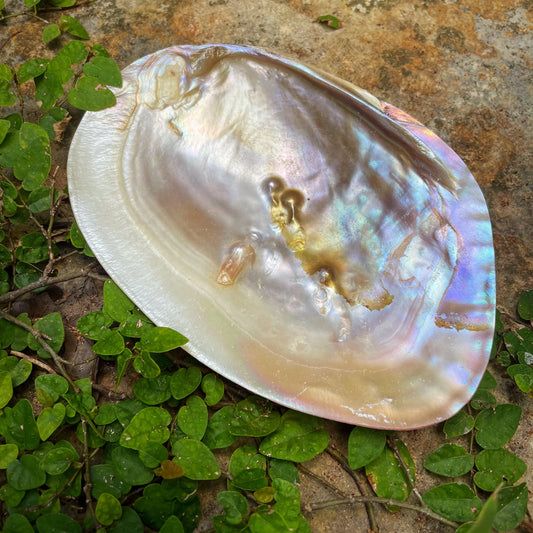 Pearl Shell