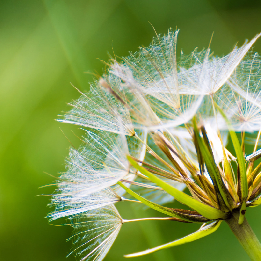 Allergy Relief