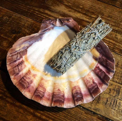 Lion's Paw Shell