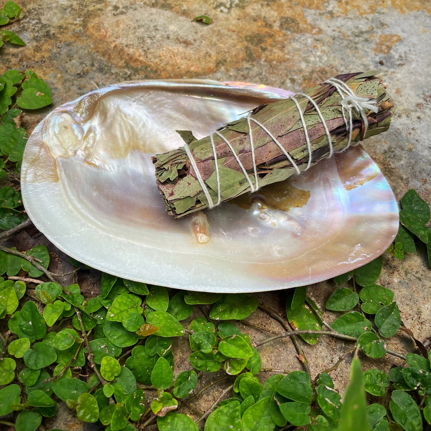 Pearl Shell